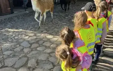 dzieci obserwujące lamy