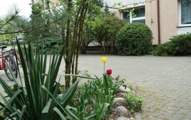 krzewy, kwitnące tulipany, w tle budynek szkoły 