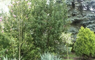 kwitnące krzewy magnolii i migdałka